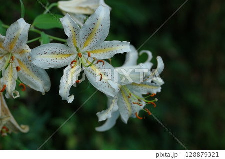 山百合 山百合 128879321