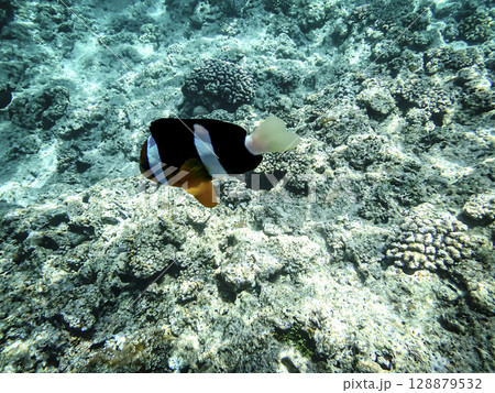 熱帯の海を泳ぐオレンジ色のクマノミ 熱帯の海を泳ぐオレンジ色のクマノミ 128879532
