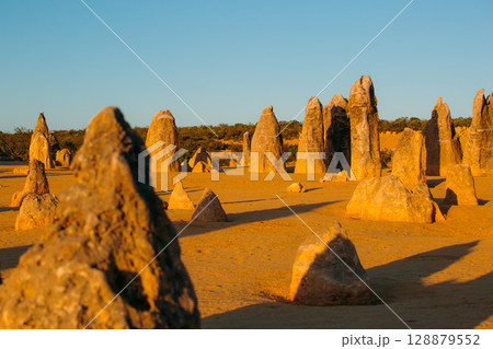 Golden light illuminates the Pinnacles, ancient rock formations in Western Australia Golden light illuminates the Pinnacles, ancient rock formations in Western Australia 128879552