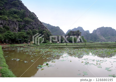 ベトナムニンビンの蓮池風景 128880195