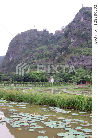 ベトナムニンビンの蓮池風景 ベトナムニンビンの蓮池風景 128880202