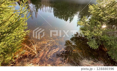 The Serene Forest Reflection on a Calm Body of Water Captivates the Soul and Mind 128880396