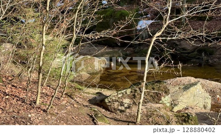 A Tranquil Stream with Large Boulders and Lush Trees in the Beauty of Early Spring A Tranquil Stream with Large Boulders and Lush Trees in the Beauty of Early Spring 128880402