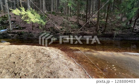 A Serene Forest Stream Embraced by the Beauty of Nature in All Its Splendor and Wonder 128880403