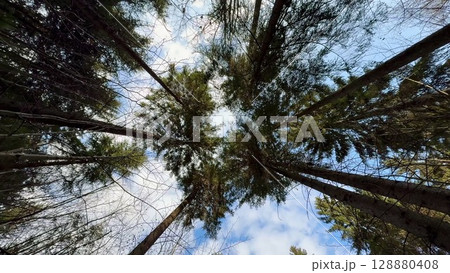A Majestic Forest View Featuring Tall, Towering Trees Beneath a Clear Blue Sky Above A Majestic Forest View Featuring Tall, Towering Trees Beneath a Clear Blue Sky Above 128880408
