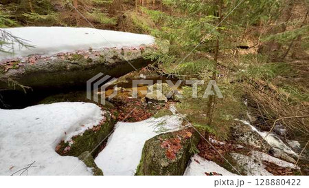 A Serene Forest Scene Featuring Beautiful Snow and Intriguing Rocks In Natures Splendor 128880422