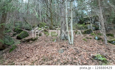 A Scenic and Picturesque Forest Pathway Surrounded by the Beauty of Natures Wonders 128880429