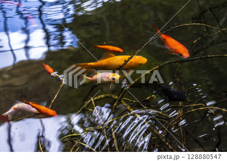 Goldfish in natural garden pond, carassius auratus 128880547