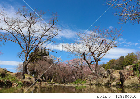 水面から見る桜 128880610