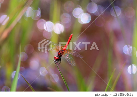 ハッチョウトンボのオス 128880615