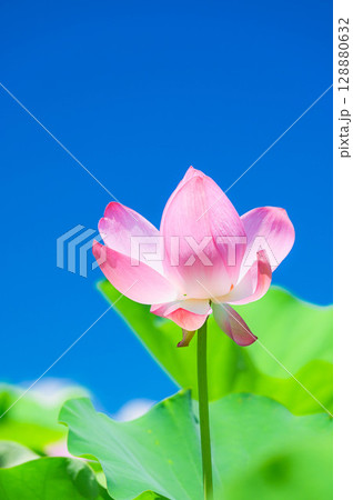 蓮の花 蓮の花 128880632
