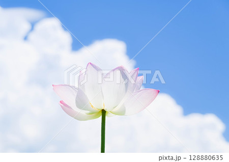 真っ白な雲と重なる蓮の花 128880635
