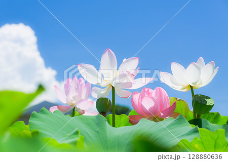 夏の日差しを浴びる蓮の花 128880636