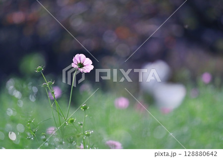 輝く緑の中のコスモスの花 128880642