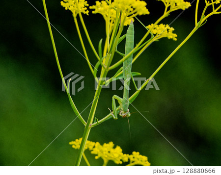 オミナエシで獲物を待つカマキリ科オオカマキリ幼体 オミナエシで獲物を待つカマキリ科オオカマキリ幼体 128880666