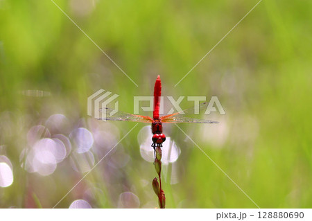 ハッチョウトンボのオス 128880690