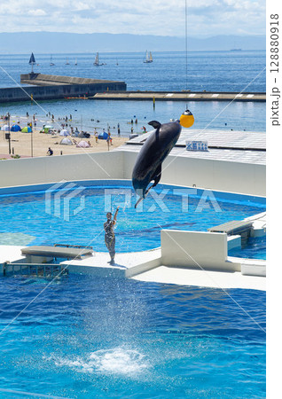イルカショーのイルカ　大ジャンプ 128880918