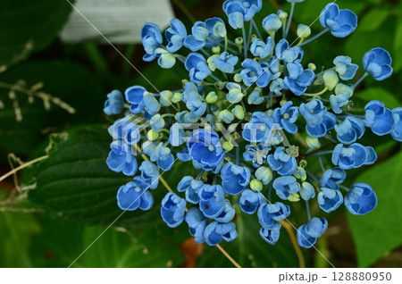 アジサイ(ポップコーン) アジサイ(ポップコーン) 128880950