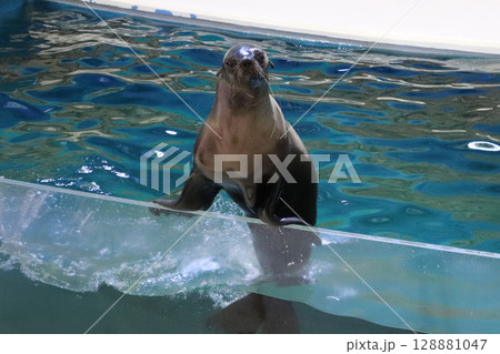 得意げなアシカのバランスポーズ 128881047