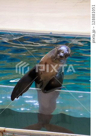 得意げなアシカのバランスポーズ 128881051