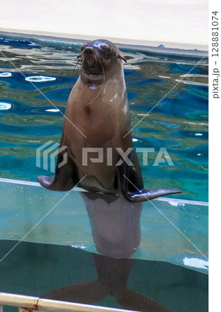 得意げなアシカのバランスポーズ 128881074