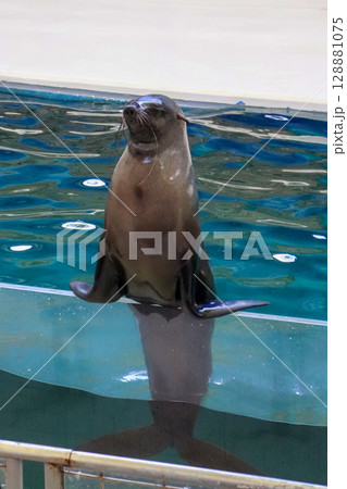 得意げなアシカのバランスポーズ 128881075