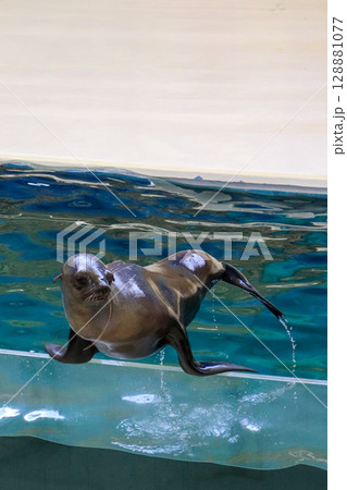 得意げなアシカのバランスポーズ 128881077