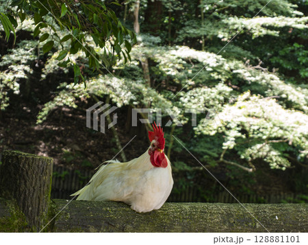 神社の木陰でひと休み 128881101