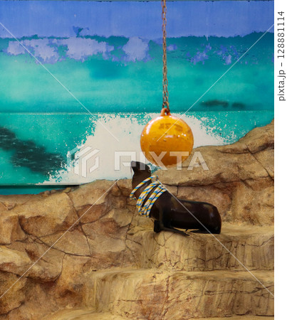 芸を待つアシカと宙に浮かぶ輪 128881114