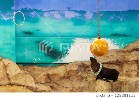 芸を待つアシカと宙に浮かぶ輪 芸を待つアシカと宙に浮かぶ輪 128881115