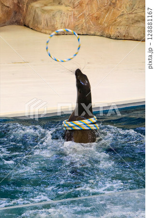 輪投げをキャッチするアシカ 128881167