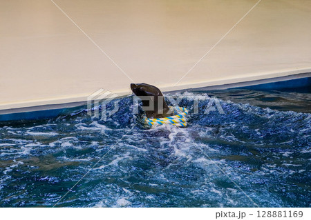 輪投げをキャッチするアシカ 128881169