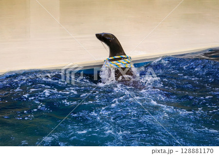 輪投げをキャッチするアシカ 128881170