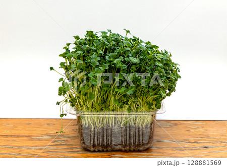 Green plant in plastic box Green plant in plastic box 128881569