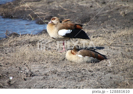 エジプトガンのくつろぎのひと時 128881610