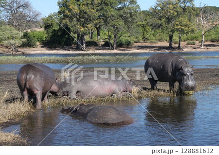 野生の大型カバの束の間の水浴び 128881612