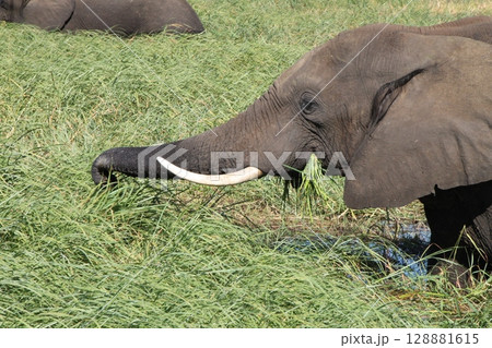 水草を食べるアフリカ象 128881615