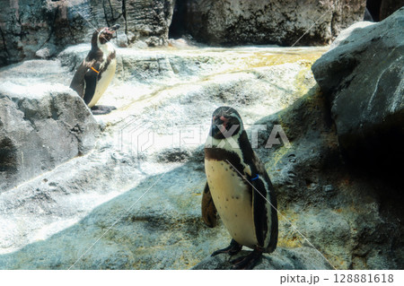 日なたでくつろぐフンボルトペンギンたち 日なたでくつろぐフンボルトペンギンたち 128881618