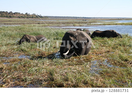 アフリカ象のリラックス時間 アフリカ象のリラックス時間 128881731