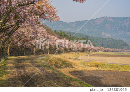 設楽町の清水のコヒガンザクラの風景(愛知県) 128881966