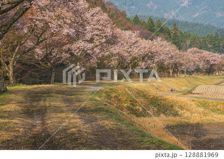 設楽町の清水のコヒガンザクラの風景(愛知県) 設楽町の清水のコヒガンザクラの風景(愛知県) 128881969
