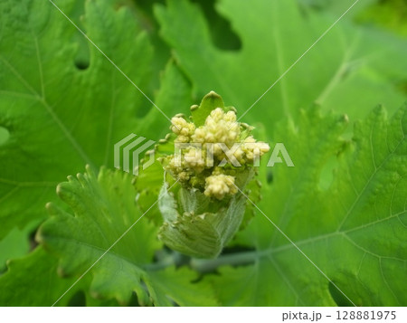 タケニグサ タケニグサ 128881975