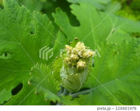 タケニグサ 128881976