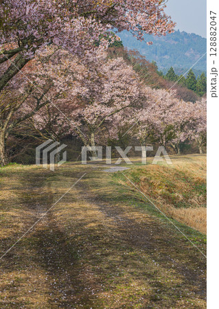 設楽町の清水のコヒガンザクラの風景(愛知県) 128882047