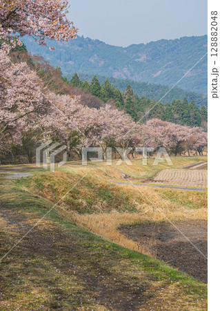 設楽町の清水のコヒガンザクラの風景(愛知県) 設楽町の清水のコヒガンザクラの風景(愛知県) 128882048
