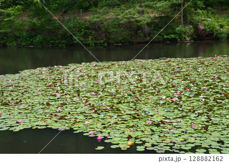 蛇の鼻　2025-6-21　＃41 128882162