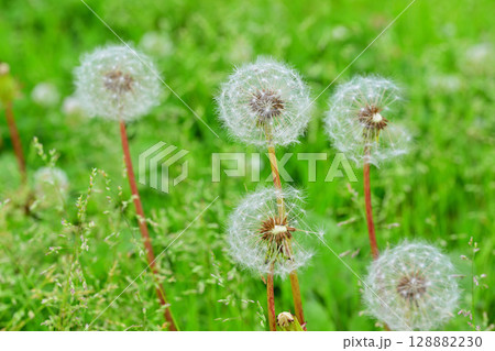 仲良く寄り添う二輪　タンポポの綿毛　　　 128882230