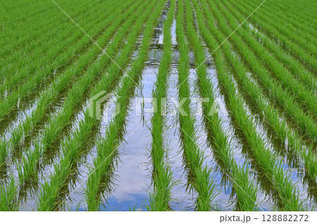 田植え後の稲　荒川河川敷　さいたま市西区 128882272