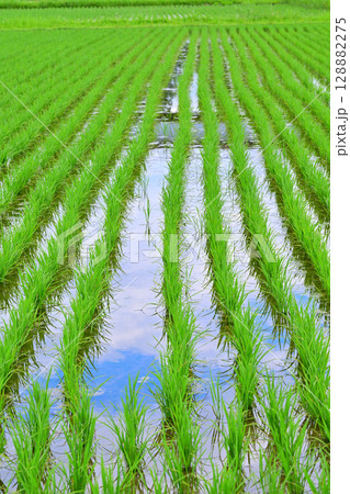 田植え後の稲 荒川河川敷 さいたま市西区 田植え後の稲 荒川河川敷 さいたま市西区 128882275