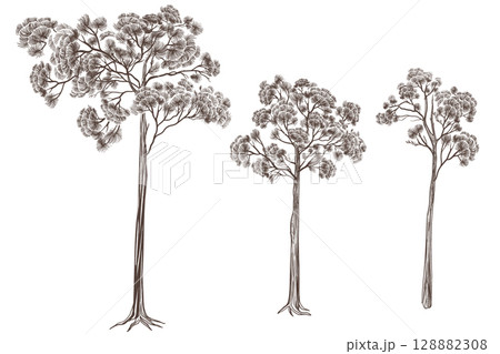 Set of trees pine illustrations for wallpaper patterns and art in vector in black and white in vector 128882308